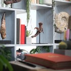 Velociraptor Dinosaur Killing Claw Painted 3d Model   Stand -  Gifts For Him