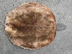 1 Xxlg  Beautiful New Beaver Un-tanned -air-dried Skin hide fur Hunting  tannin