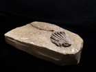 Full Bodied Fossil Crinoid  Crawfordsville  In