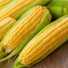 Three Sisters Garden Seeds   Op Sweet Corn   Small Sugar Pump   Purple Pole Bean