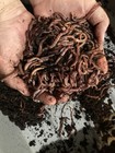 1 Lb  Live European Nightcrawlers  Compost Size