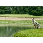 Coyote Decoy Goose Control Animal Control  1 Best Seller Scare Birds And Geese