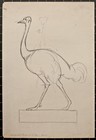 Hans Thoma Animal Study Bird Ostrich Realism Signed Pencil Drawing 20th Century