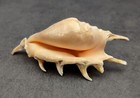 Scorpion Spider Conch Seashell  1 Shell Approx  3  Inches  B Grade