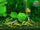20  2 Crystal Red Shrimp Crs  mixed Grade S-sss  - Live Guarantee - Usa Stock