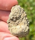 Nice Fossil Crinoid Phanocrinus Alabama Bangor Limestone Formation