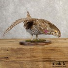 20771 P   Sharp-tailed Grouse Taxidermy Bird Mount For Sale