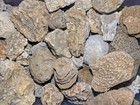 Ancient Marine Fossils 1 2 Lb High Quality Specimens    Random Assortment 