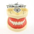 Kilgore Nissin 200 Type Dental Typodont Model 32pc Removable Teeth Mounting Pole