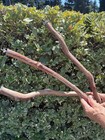 Bird Parrot Cage Perch Manzanita Wood Branch 3 Piece  24  Long 1  Diameter
