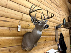 Shoulder Mount 10 Point  White Tail Deer Real Antler Buck Doe Taxidermy Wtd30