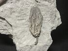 Crinoid-stunning Hylodecrinus Briareus From Indiana-fossils  Trilobite