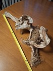 Larger Size Taxidermy Wood Used decent Condition Very Ornate 