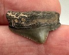 Megalodon Shark Tooth Fossil Rare Posterior St  John s River Duval Co  Florida