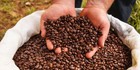 2  5  10 Lb Uganda Organic Fresh Roasted Coffee Whole Bean Or Ground - Arabica