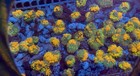 Wwc Sunkist Bounce Mushroom Coral Frag Very Healthy All Have Bounce