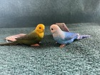 Two Birds  Parakeet budgie  Toy  Desk  Cake  Display  New With Tags