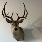 White Tail Deer Shoulder Mount 8 Point 19 75    Spread Buck - Very Respectable