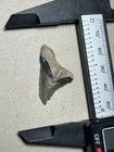 Hemipristis Shark Tooth Fossil Summerville  Sc