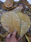 250pcs Indian Almond Leaf 8   Catappa Ketapang Leaves Aquarium Betta Fish Shrimp