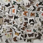 40 Real Butterfly Specimens Mixed Species No Duplicates A1 a- Spread Wings