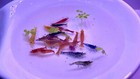 Mix Colors Neocaridina Skittle Candy Live Shrimps Freshwater Aquarium