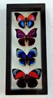 Real Framed Butterflies 4 Amazing Butterflies Mounted Double Glass Size 4 5x10 5