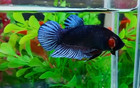 Grey Betta Fighter Number Plakat Male - Import Live Betta Fish From Thailand