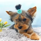 10 Pairs Dog Hair Bows Rhinestone Rubber Band Grooming Accessories For Pets