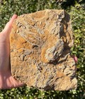 Crinoid Fossil Death Plate Matrix Alabama Bangor Limestone Formation