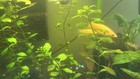 Live Large Molly Fish Trio  - Freshwater Tropical Peaceful Beginner  1m 2f  