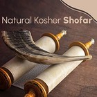 Nana Gifts Authentic Ram Horn Shofar From Israel  Clear 10-12  Black brown 