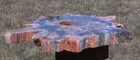 Sis  My Best Small African Rhexoxylon Slab - 6   Mirror Polished Rare Gem Fossil