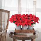 Poinsettia Flowers Artificial Christmas Decorations     3 Pack Red Poinsettias In
