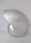 Beautiful Polished White Pearl Nautilus Sea Shell Beach Decor Large- 6x5x3