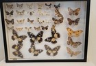 38 Pc Lot Butterflies   Moths Taxidermy Specimen Collection Riker Case Display 