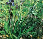 Vincent Van Gogh  the Iris  Custom Framed Art Flowers  Impressionism Irises