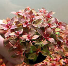  ludwigia Palustris Red  - Vibrant Aquarium Live Plant  Free Shipping   
