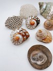 Sea Shell Collection Abalone Shells Brain Coral Beautiful Colors Ocean Lovers