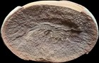 Mazon Creek Fossil Peachocaris Strongi    Famous Illinois Locality    Shrimp      