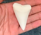 5 Pack Of 2 5  Great White Shark Teeth Replicas - Unfinished