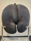 African Nut Seed Rare Vintage Coco De Mer Seychelles With Custom Stand Oh L   L  