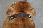 Leather Dog Custom Collar Personalized Free  1  Wide With Name Color Choice