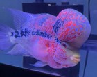 Aquarium Flowerhorn Fish Male Live High-quality Super Red Dragon