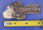 Western Rattlesnake Head With Open Mouth And Fangs Taxidermy  h261
