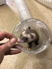 Best Ferret Toy Ever  Jumbo Ex Wide  long Super Thru Way Crinkle Tunnel Tube