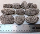 10 Petoskey Stone 1 Lb 2 Oz Unpolished Lot Of Michigan Hexagonaria Fossils