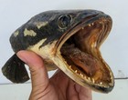 Real Rare Giant Snakehead Fish Paint Skull Taxidermy Mount Skeleton Collection 