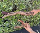 Manzanita Wood Bird Perch Set 2 Pc Parrot Cage Macaw Cockatoo With Hardwear