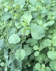Papalo Herb 750 Seeds  porophyllum  Medicinal  Organic Pore Leaf Harvested 6 26